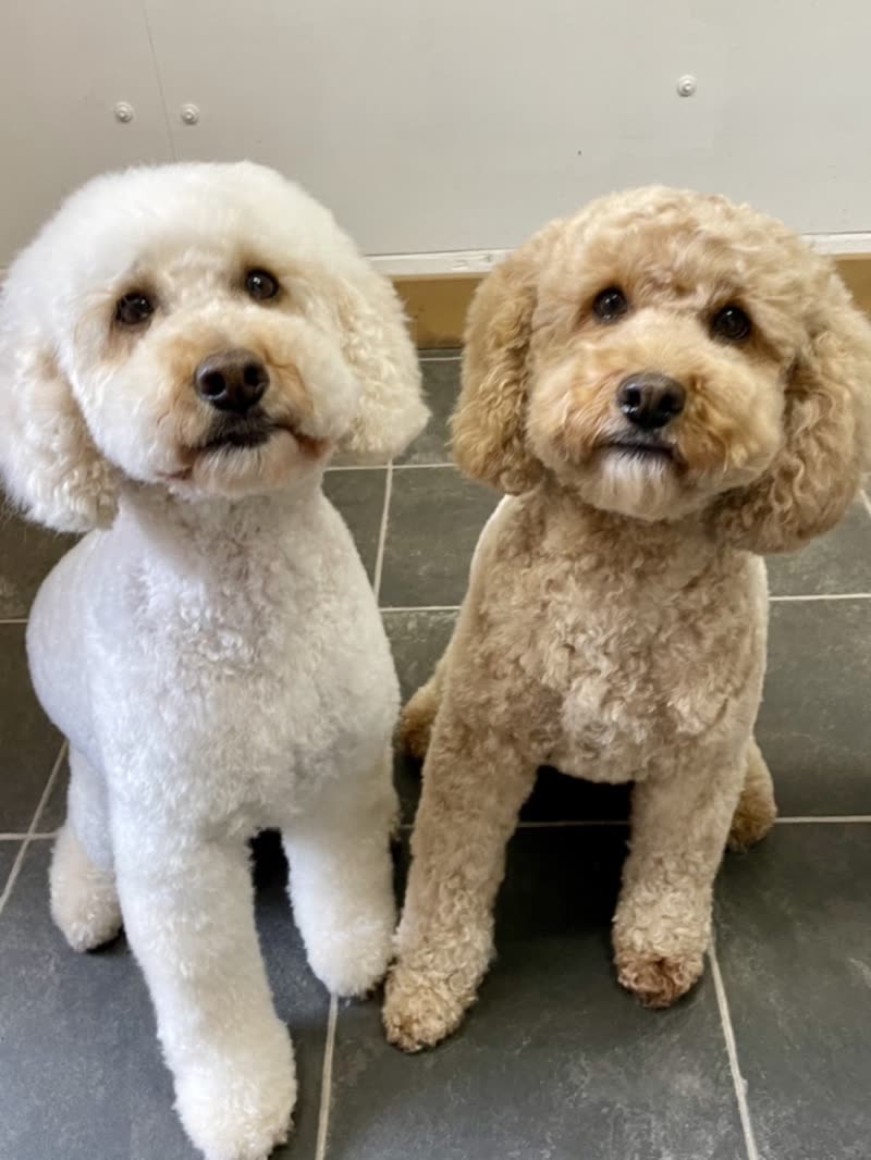 A groomed white cockapoo on the grey slate salon floor